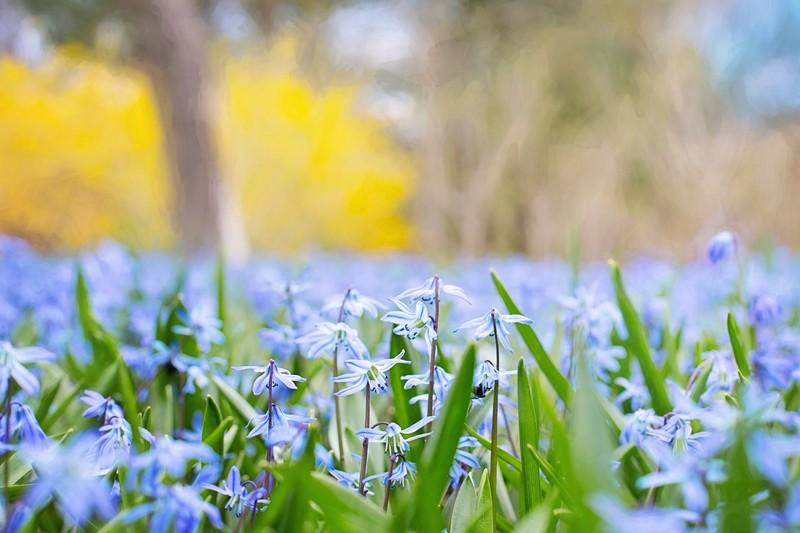flowers, plants, outdoors, blue flowers