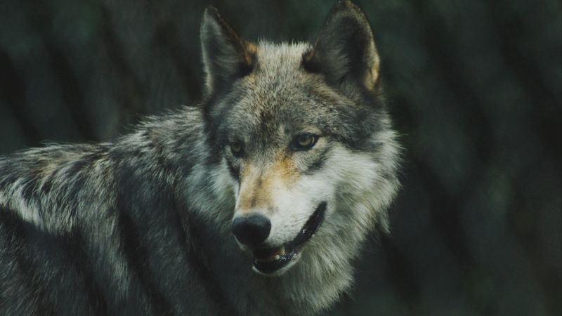 wolf, predator, dog, view, 4k