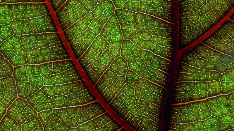 leaf, macro, cranny, 4k