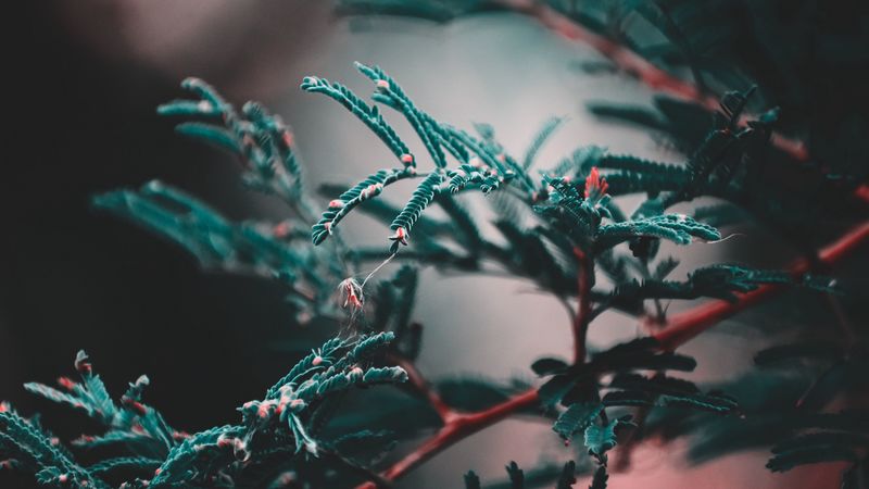 branch, leaves, plant, blur, green, 4k