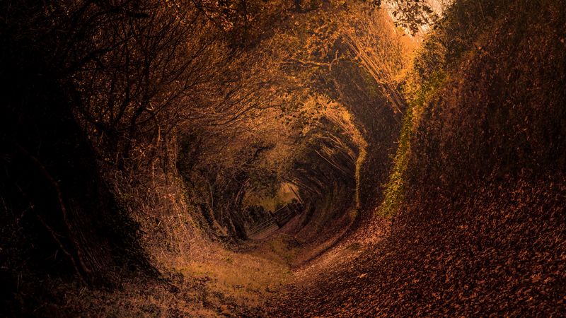 forest, trail, autumn, rotation, swirling, 4k