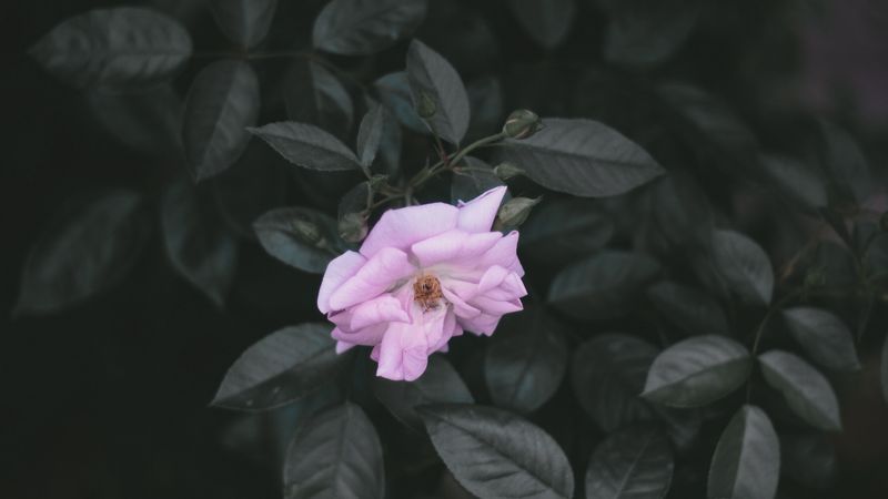 rose, wild rose, branches, leaves, 4k