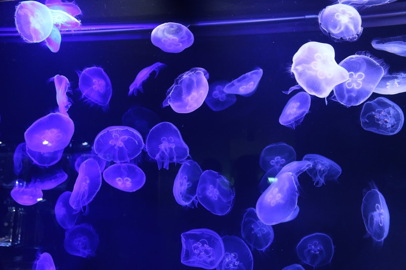 jellyfish, fish, blue, animals, purple