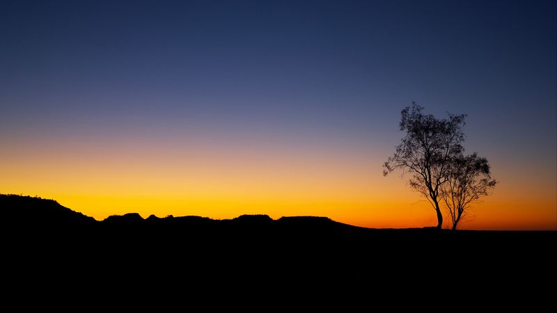 tree, sunset, horizon, sky, outline, 4k
