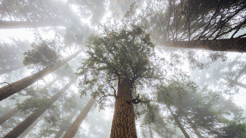 trees, fog, forest, trunk, bark, bottom view, 4k