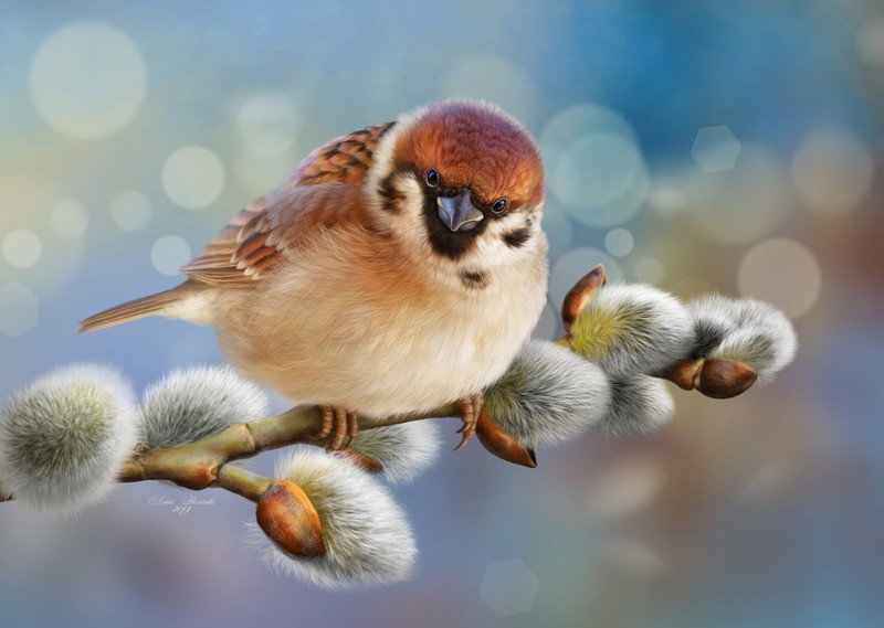 animals, birds, plants, twigs, artwork, sparrow