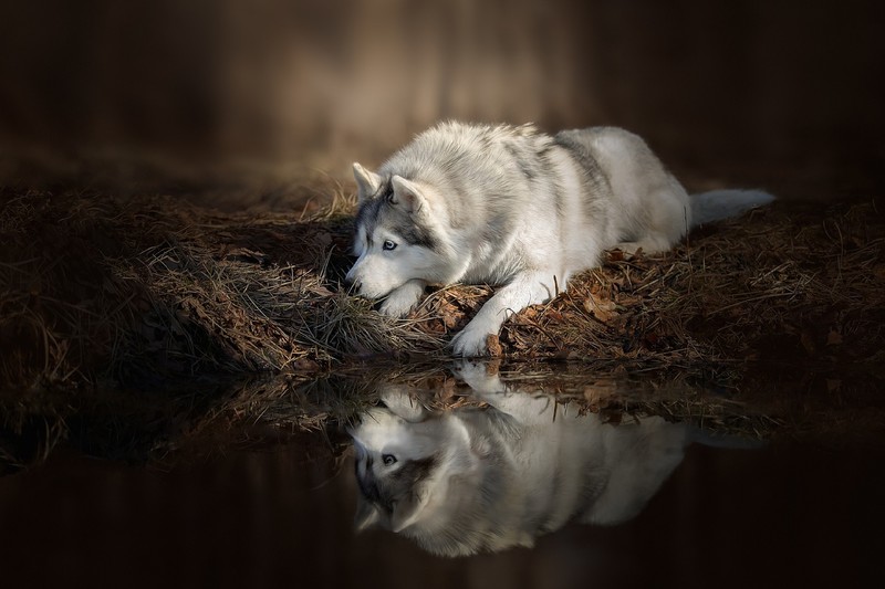 dog, animals, water, reflection