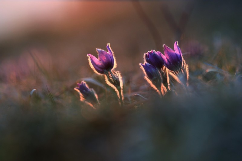 flowers, plants, purple flowers, blurred, outdoors