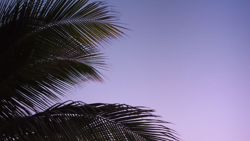 branch, palm, leaves, sky, sunset, evening, 4k