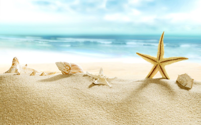 beach, sand, seashell