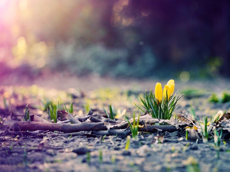 yellow flowers, depth of field, plants, flowers