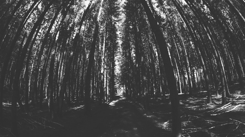 nature, trees, forest, dark, monochrome, deep forest