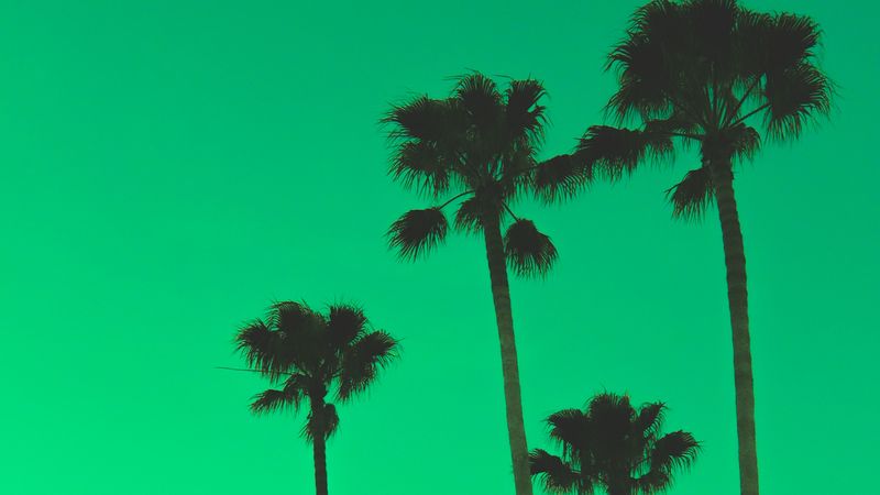 palm trees, sky, green, tops, 4k