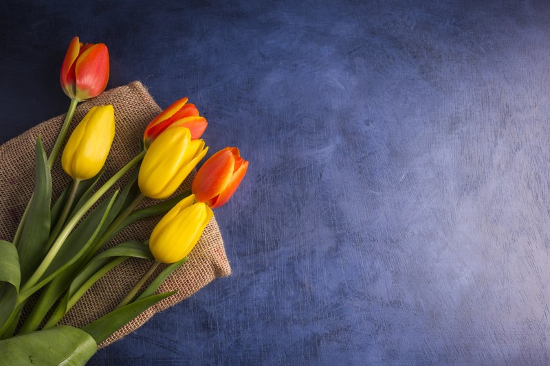 flowers, tulips, plants, yellow flowers