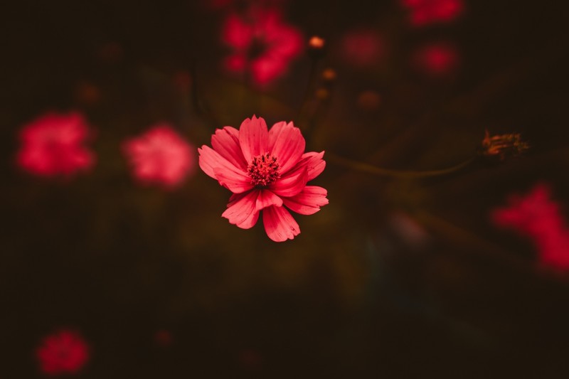 flowers, plants, red flowers