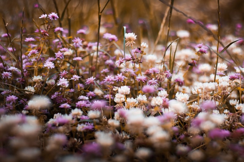 outdoors, flowers, plants, purple flowers, white flowers