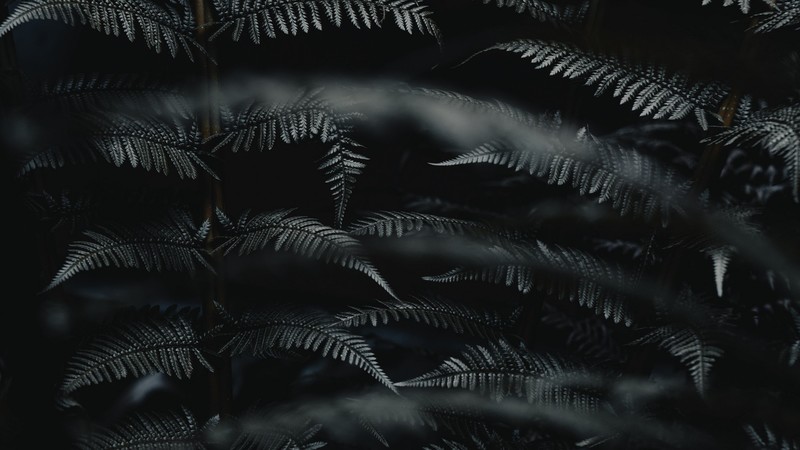 nature, plants, fern, photography