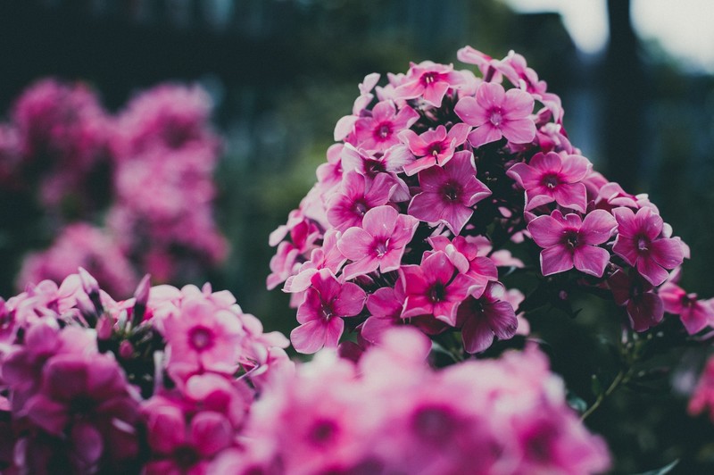 plants, flowers, outdoors, pink flowers