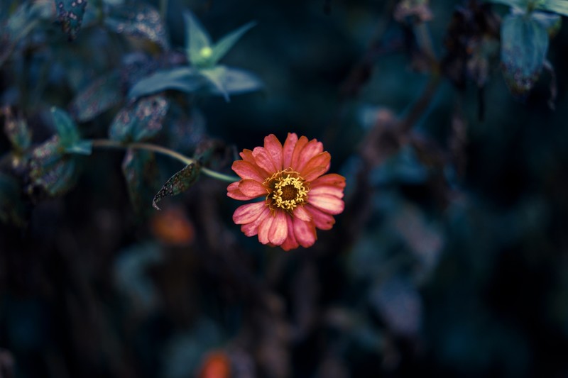 plants, flowers, red flowers