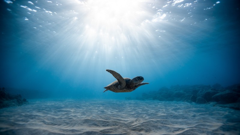turtle, underwater, sea, water, blue, sunlight, sand, sea life, animals, swimming, coral reef, cyan