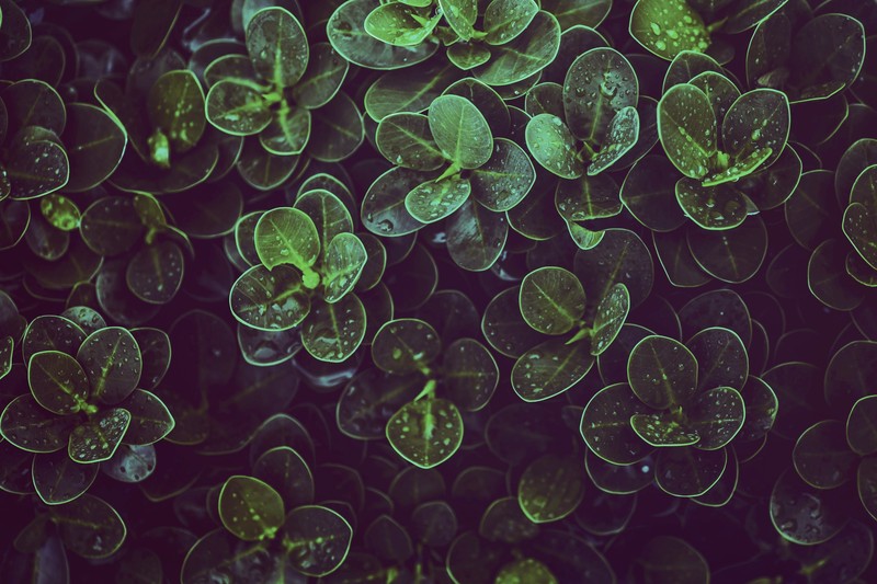 dark, plants, green, leaves, top view, macro, water drops, filter