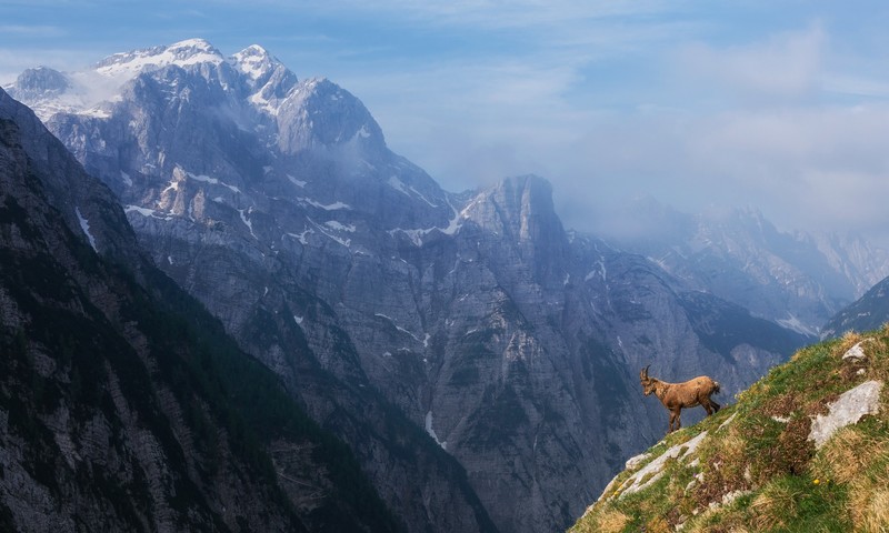 nature, mountains, animals, mammals, rock