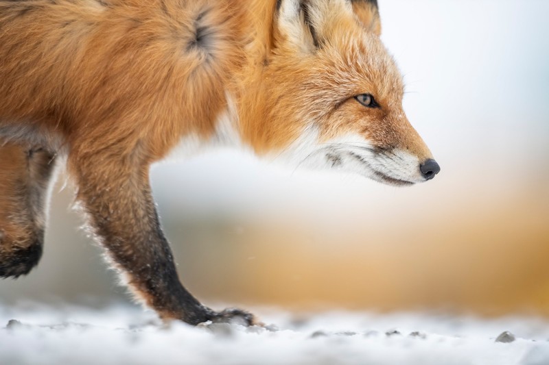 mammals, snow, fox, animals