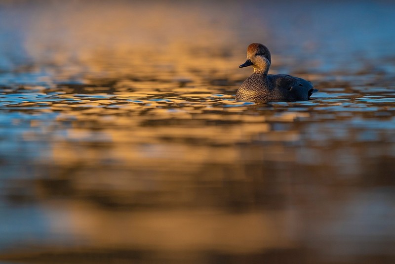 water, outdoors, duck, animals, birds