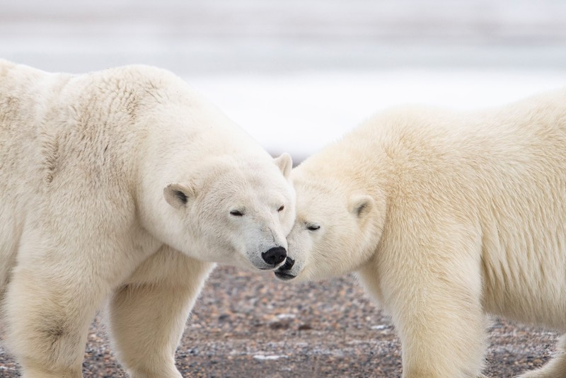 mammals, animals, polar bears, bears