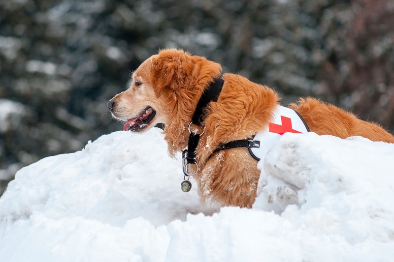 dog, winter, outdoors, snow, animals, mammals