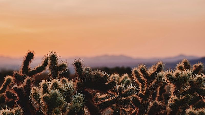 cactus, desert, wilderness, spiny, evening, joshua tree national park, california, usa, 4k