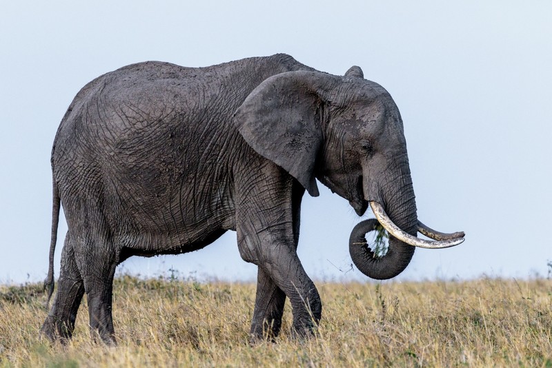 animals, mammals, elephant
