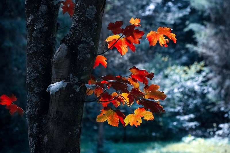 tree trunk, leaves, plants, trees