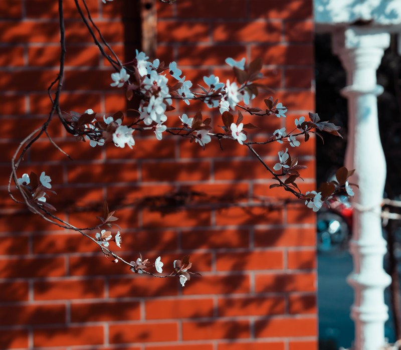 plants, flowers, twigs
