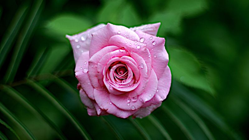 rose, wet, bloom, drops, dew, leaves, pink, close-up, 4k