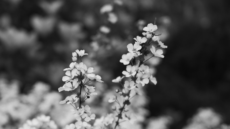 nature, flowers, monochrome, photography, plants