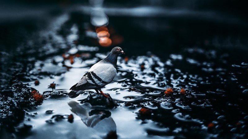 animals, birds, photography, pigeons, wet, macro