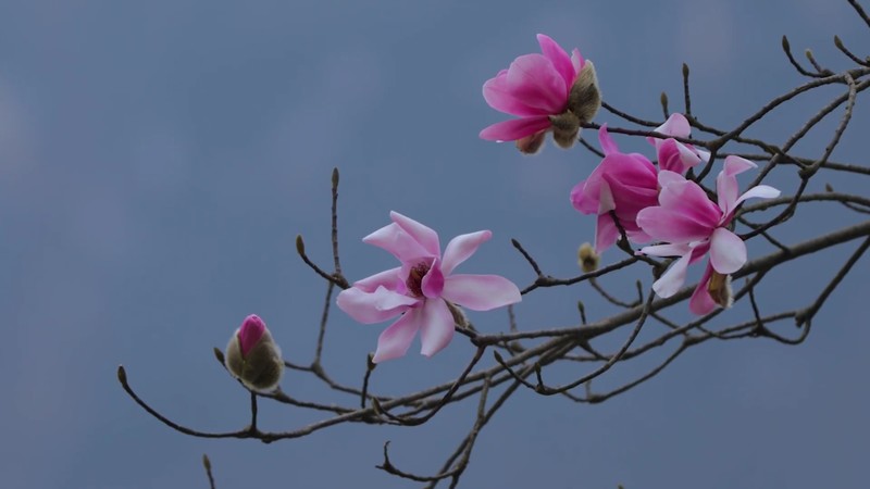 flowers, clear sky, tree bark