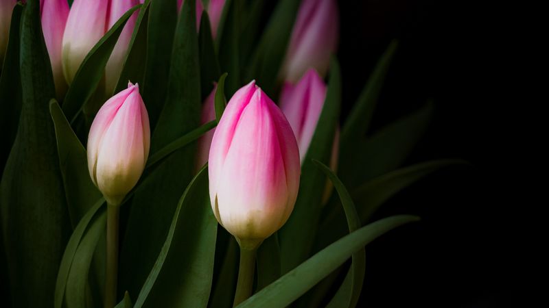 tulip, bouquet, buds, 4k
