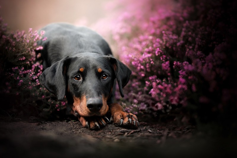 plants, flowers, dog, animals, mammals
