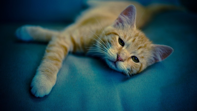 kittens, cats, whiskers, animals, rest, sleepy, muzzles, paws