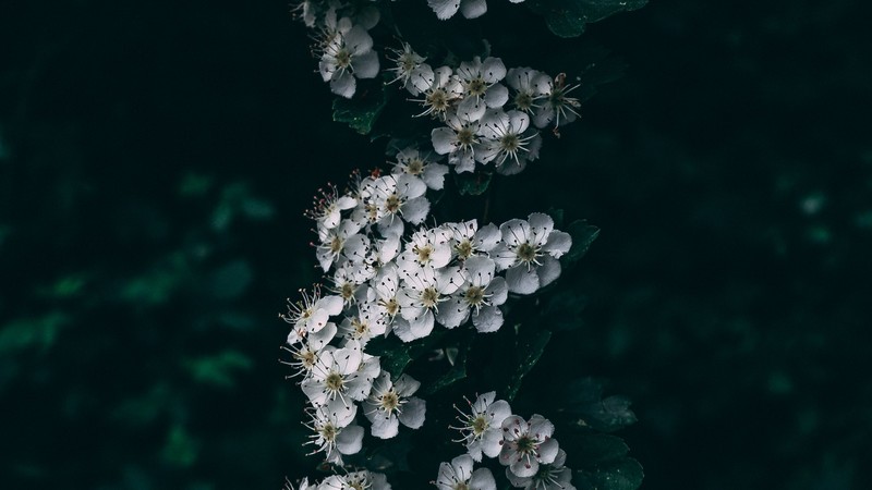 nature, photography, plants, flowers