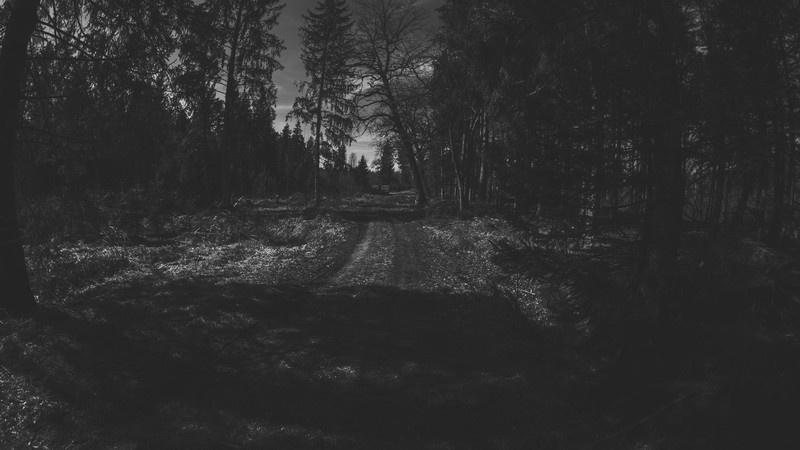 nature, trees, forest, monochrome, dark, road, outdoors