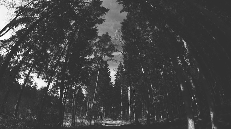 nature, trees, forest, monochrome, dark, outdoors