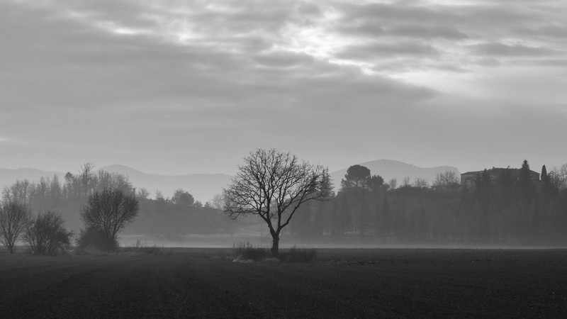 landscape, nature, trees, field, monochrome