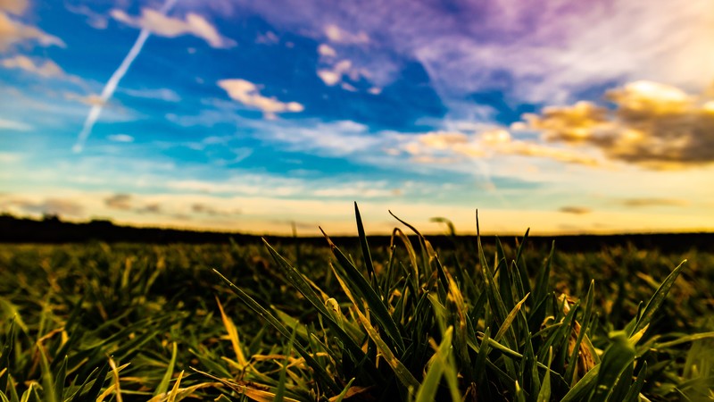 grass, landscape, plants, outdoors, sky