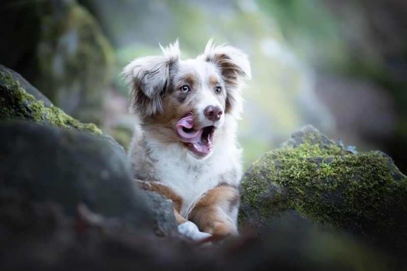 outdoors, dog, tongue out, animals, mammals