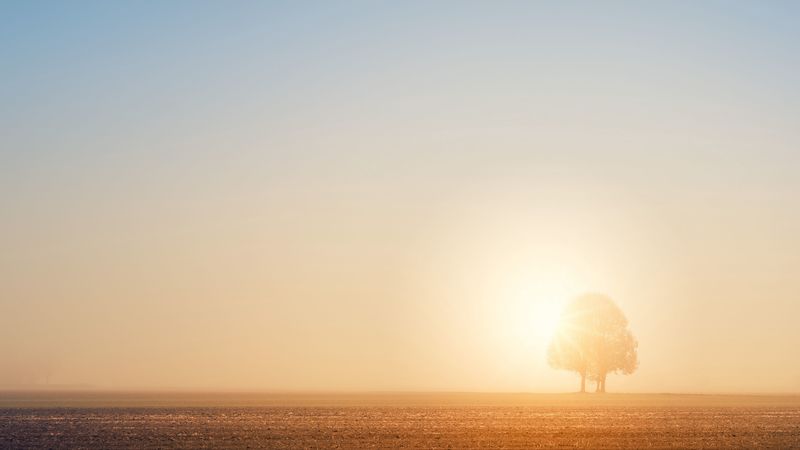 tree, field, dawn, sun, bright, sunlight, 4k
