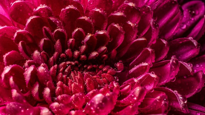 chrysanthemum, petals, drops, wet, close-up, macro, pink, 4k