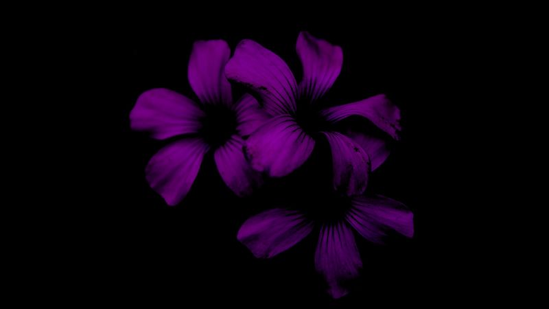 lilac, flower, dark, purple, night, 4k